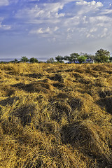 Image showing Grass, Trees, Sky