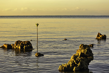 Image showing Dead Coral