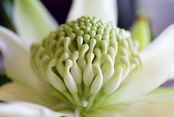 Image showing Waratah - Wirrimbirra White