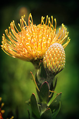 Image showing Yellow Pincushion Protea in flower