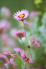 Image showing Let your beautiful nature stand out from the crowd