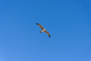 Image showing Seagull in flight