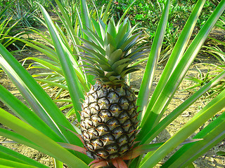 Image showing Pineapple growing