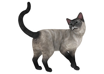 Image showing Siamese Cat