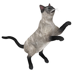 Image showing Siamese Cat