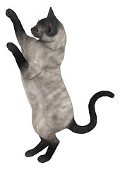 Image showing Siamese Cat