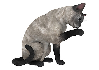 Image showing Siamese Cat