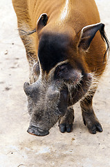Image showing Red river hog or bush pig