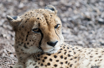 Image showing Cheetah