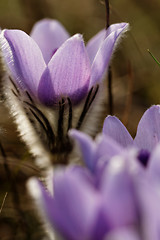 Image showing Purple anemone
