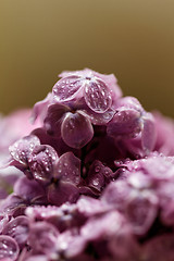 Image showing Purple lilac