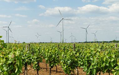 Image showing Tokay grapes