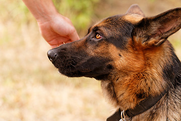 Image showing German shepherd dog