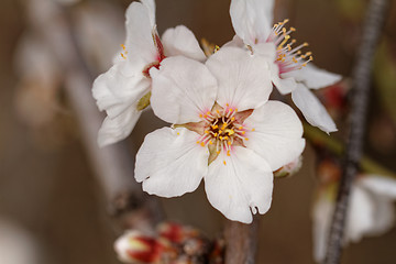 Image showing Tree flowering