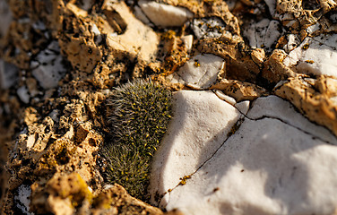 Image showing Rockery