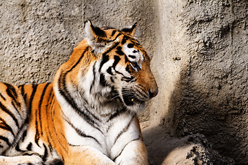 Image showing Tiger mum