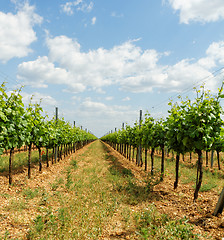 Image showing Tokay grapes