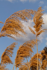 Image showing Gold grass