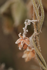 Image showing Frosted plants