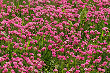 Image showing Pink flowers