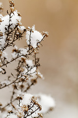 Image showing Snowy plant