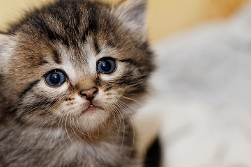 Image showing Cute kitten