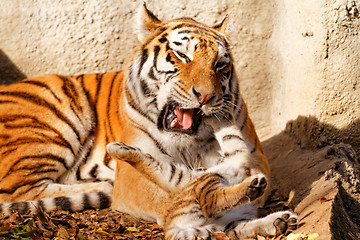 Image showing Tiger mum