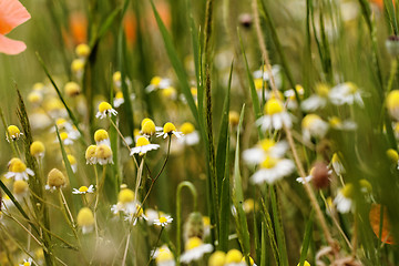 Image showing Wild flowers