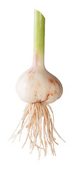 Image showing Young Garlic With Long Stalk