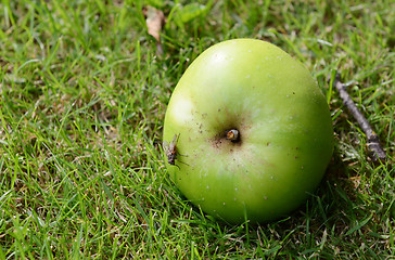 Image showing Fly on a windfall apple
