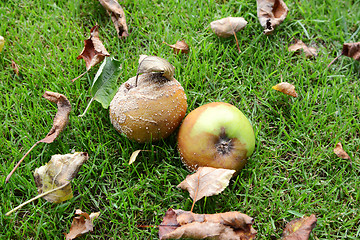 Image showing Rotting, mouldy windfall apples