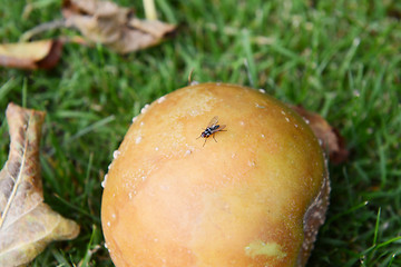 Image showing Small fly on a rotten windfall apple