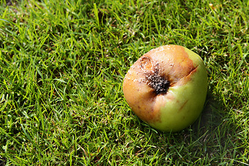 Image showing Rotten windfall apple