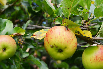 Image showing Fly on a ripe apple on the branch