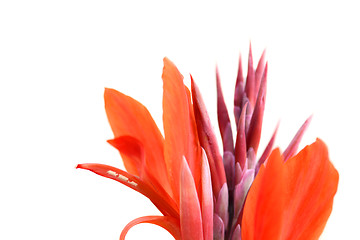 Image showing red flowers isolated on the background white