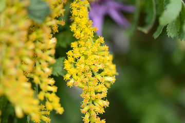 Image showing Close up of yellow flower