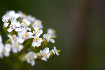 Image showing white flowers