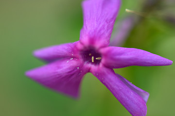 Image showing Pink flower, macro on flower, beautiful abstract background