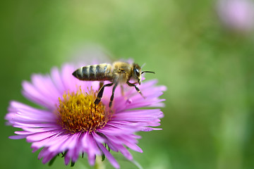 Image showing Bee and flower, close up