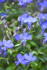 Image showing Close up of blue flower on field