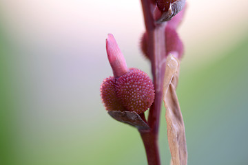 Image showing Field with red flower, close up