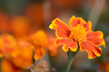 Image showing very beautiful bright orange flower in macro