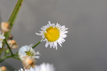 Image showing Small sunny chamomile flowers close-up