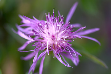 Image showing Close up of blue flower on flower field