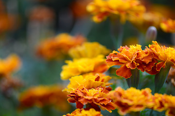 Image showing Close up of orange flower on field