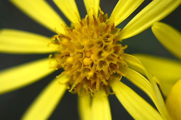 Image showing Close up of yellow flower aster, daisy
