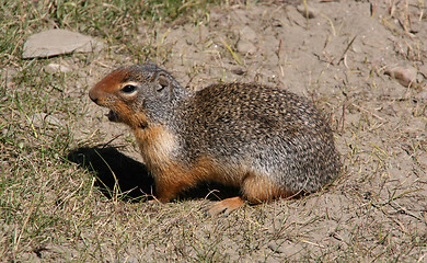 Image showing Columbian Ground Squirrel
