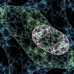 Image showing Symmetrical growth of bacteria