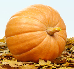 Image showing Ripe pumpkins