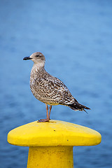 Image showing seagull on a pollard